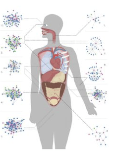 Gusanos y otros parásitos en el cuerpo humano